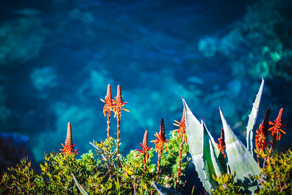 orange and white flags on green grass during daytime