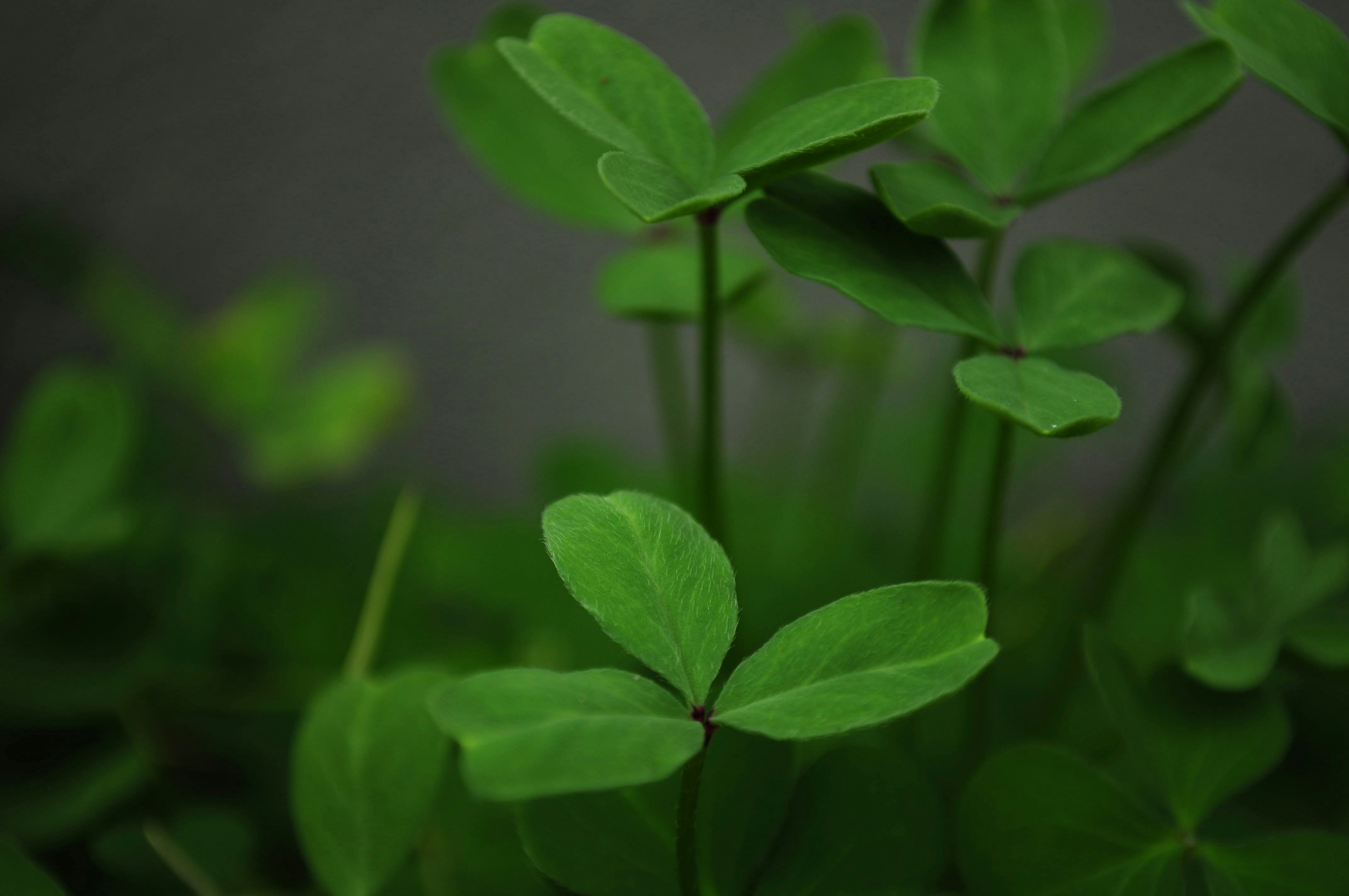 Photo by lycanthropeib