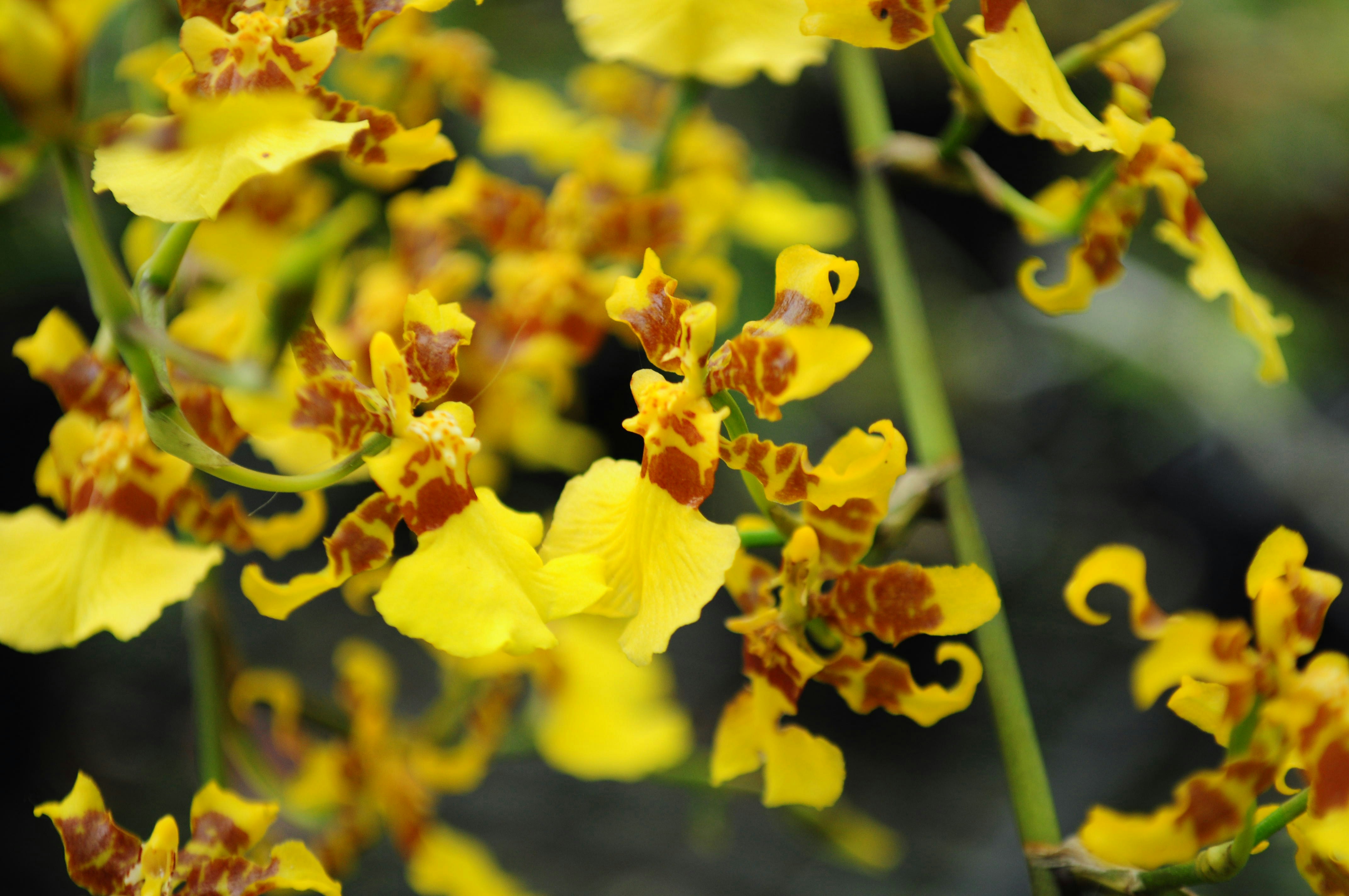 Photo by lycanthropeib