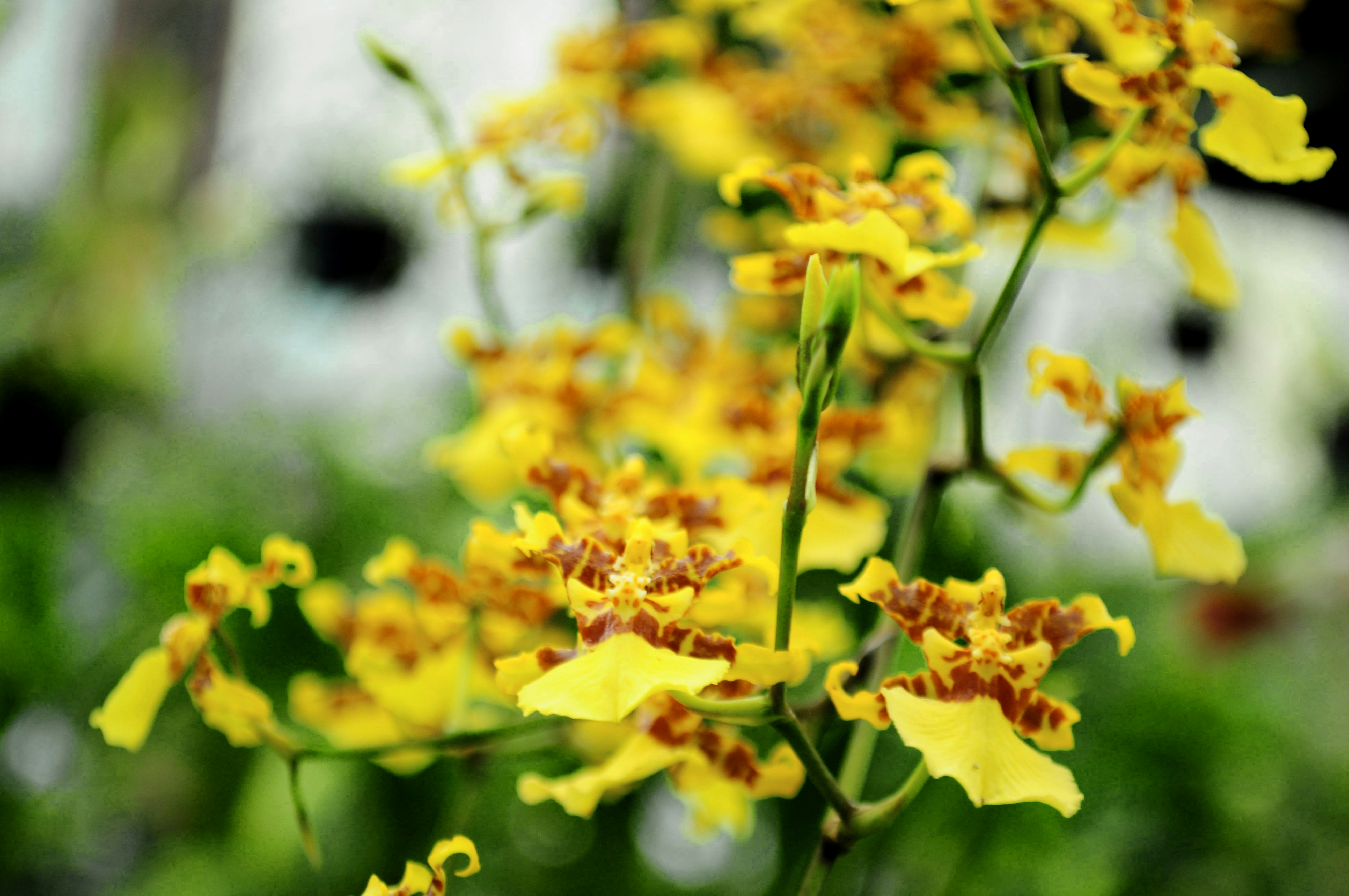 Photo by lycanthropeib