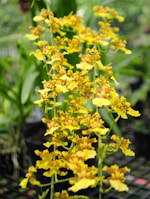 Bright yellow orchid flowers with intricate patterns.