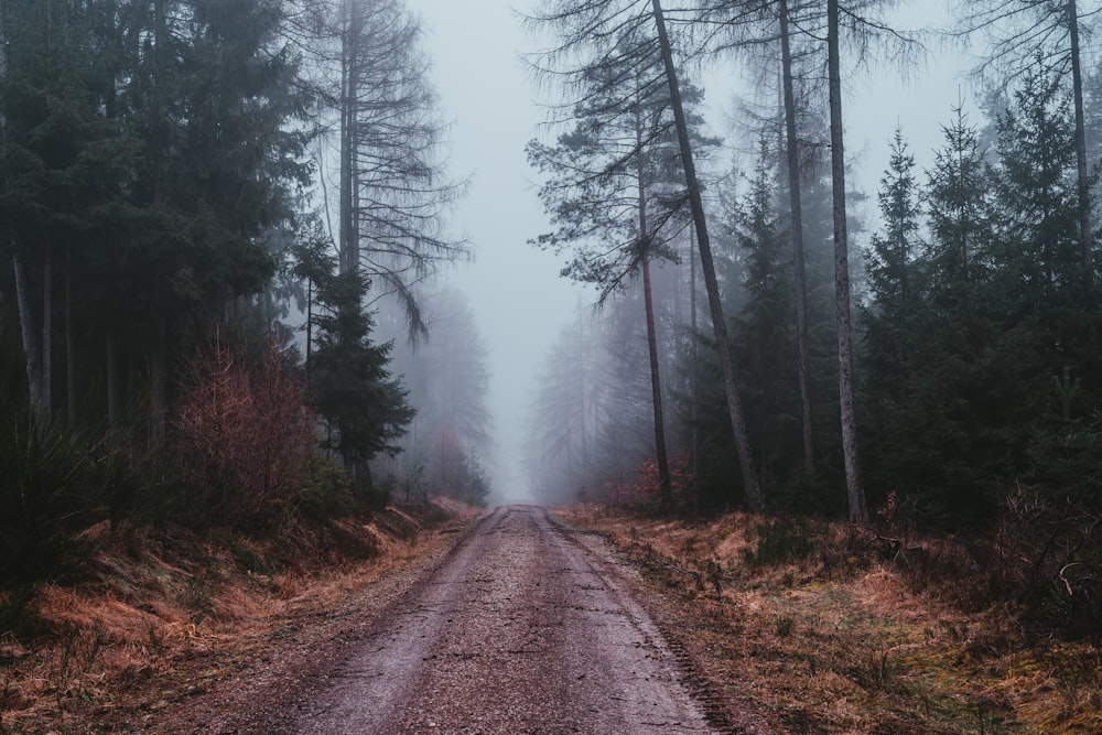 brown dirt road between trees covered with fog