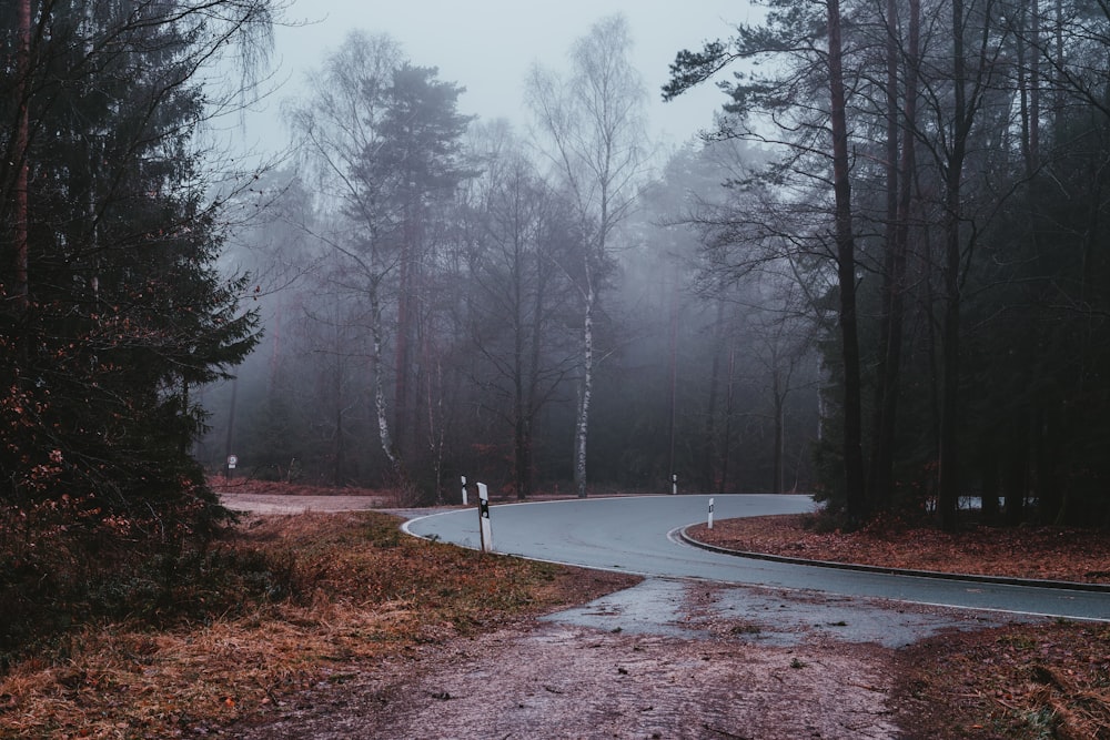 person walking on pathway between bare trees during daytime