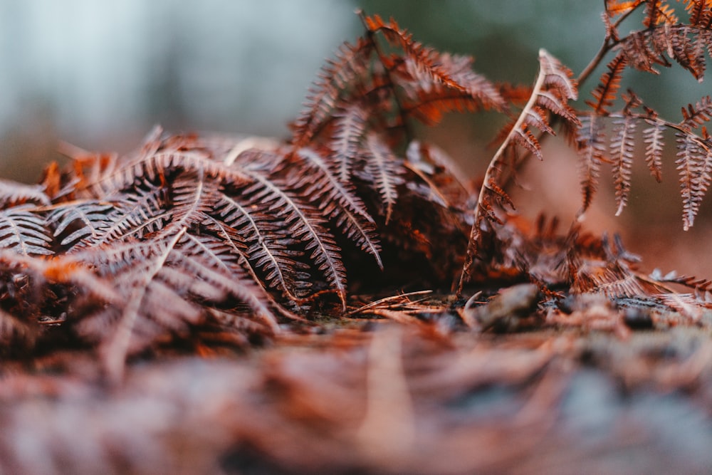 tige de plante brune et verte