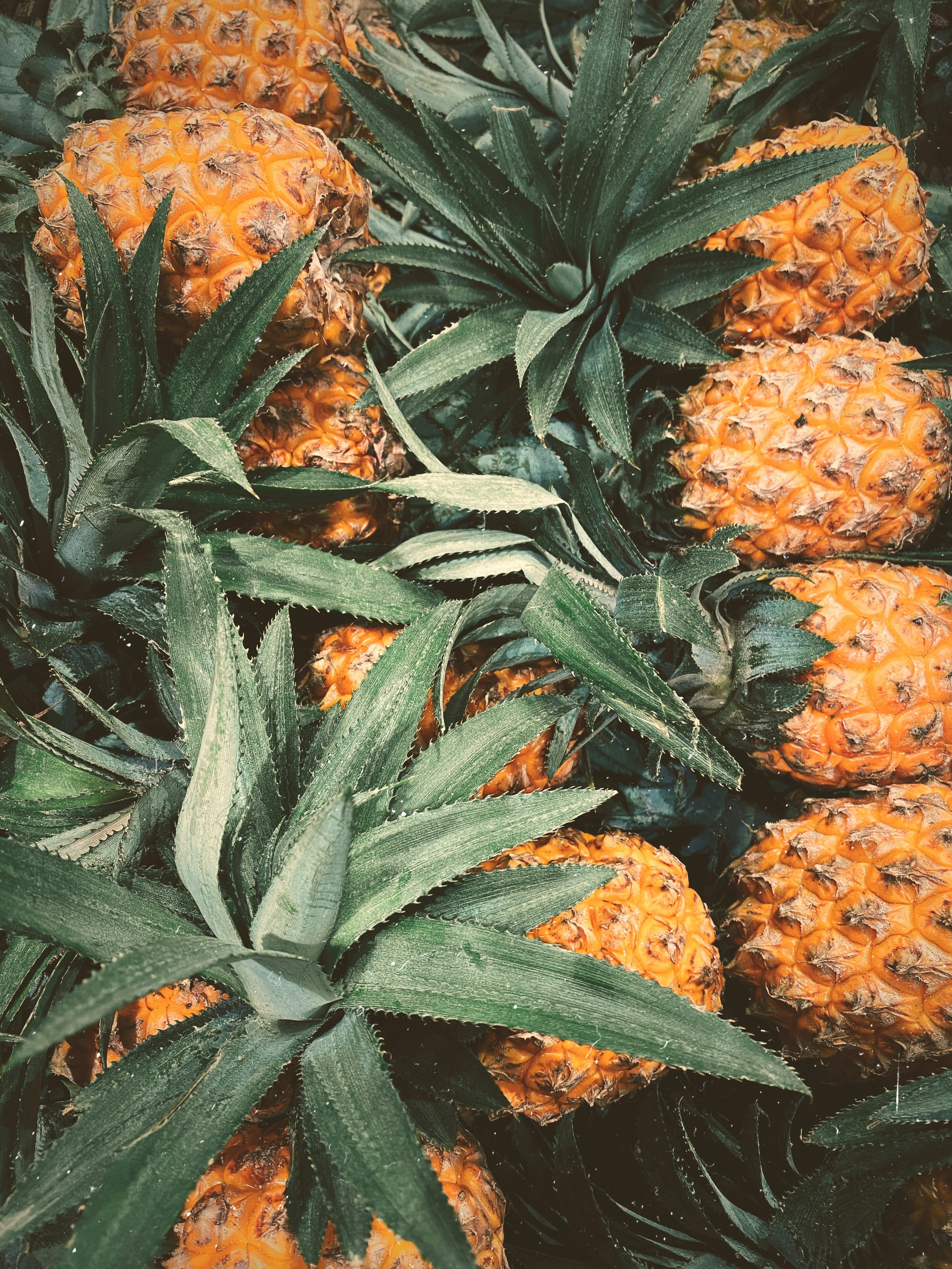 Fresh Pineapple