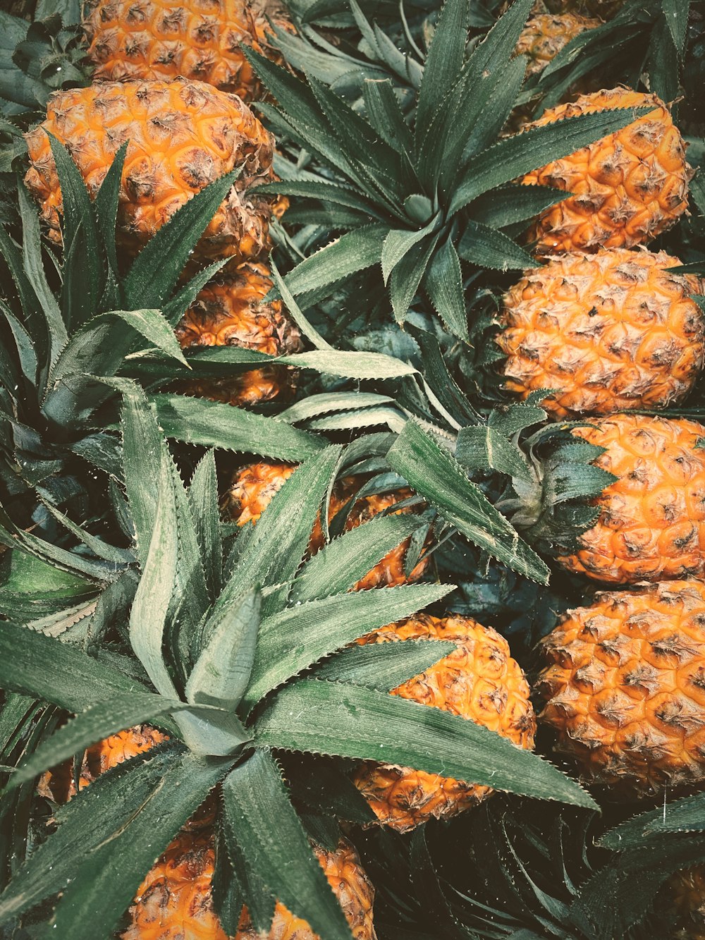 yellow and green pineapple fruits