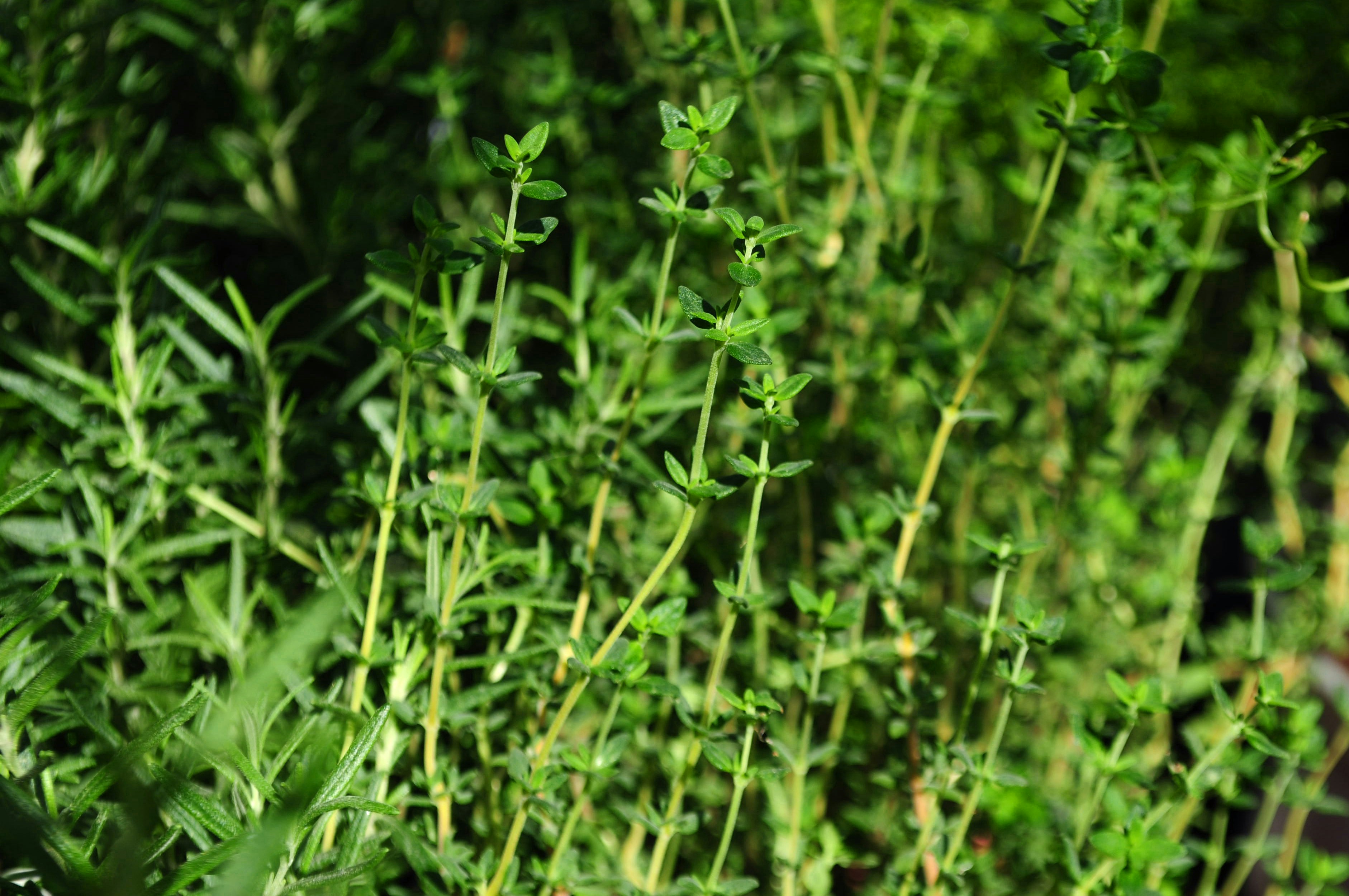 Photo by lycanthropeib