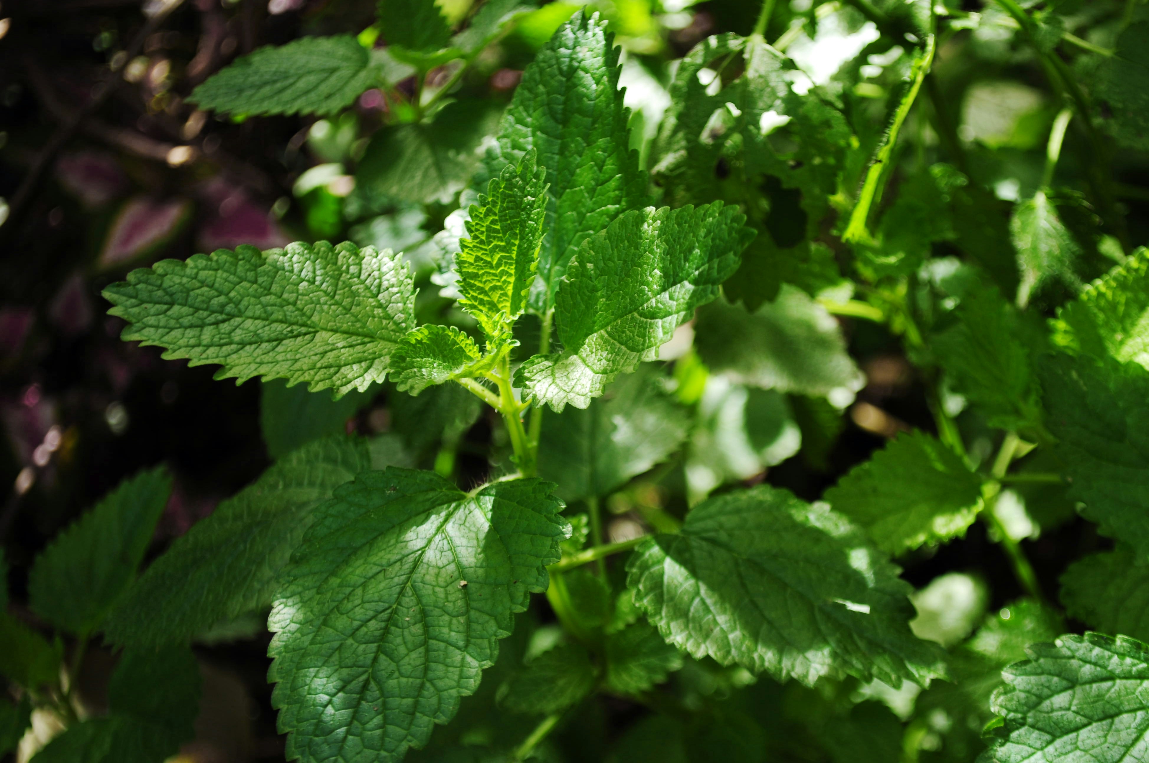 Photo by lycanthropeib