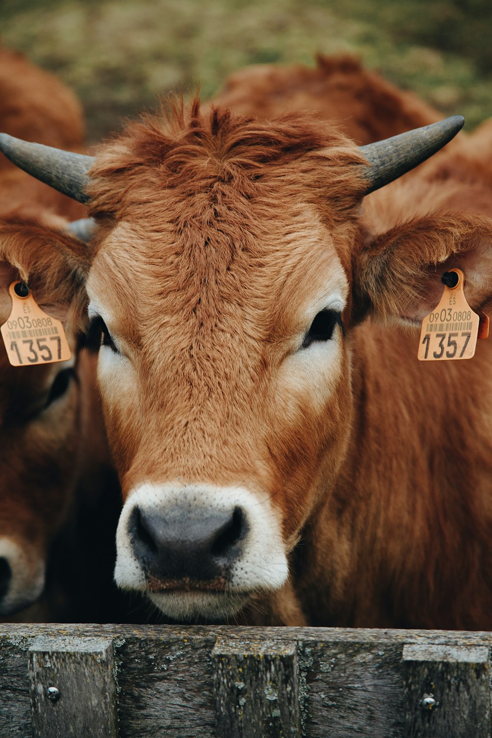 brown cow with yellow and white kanji text