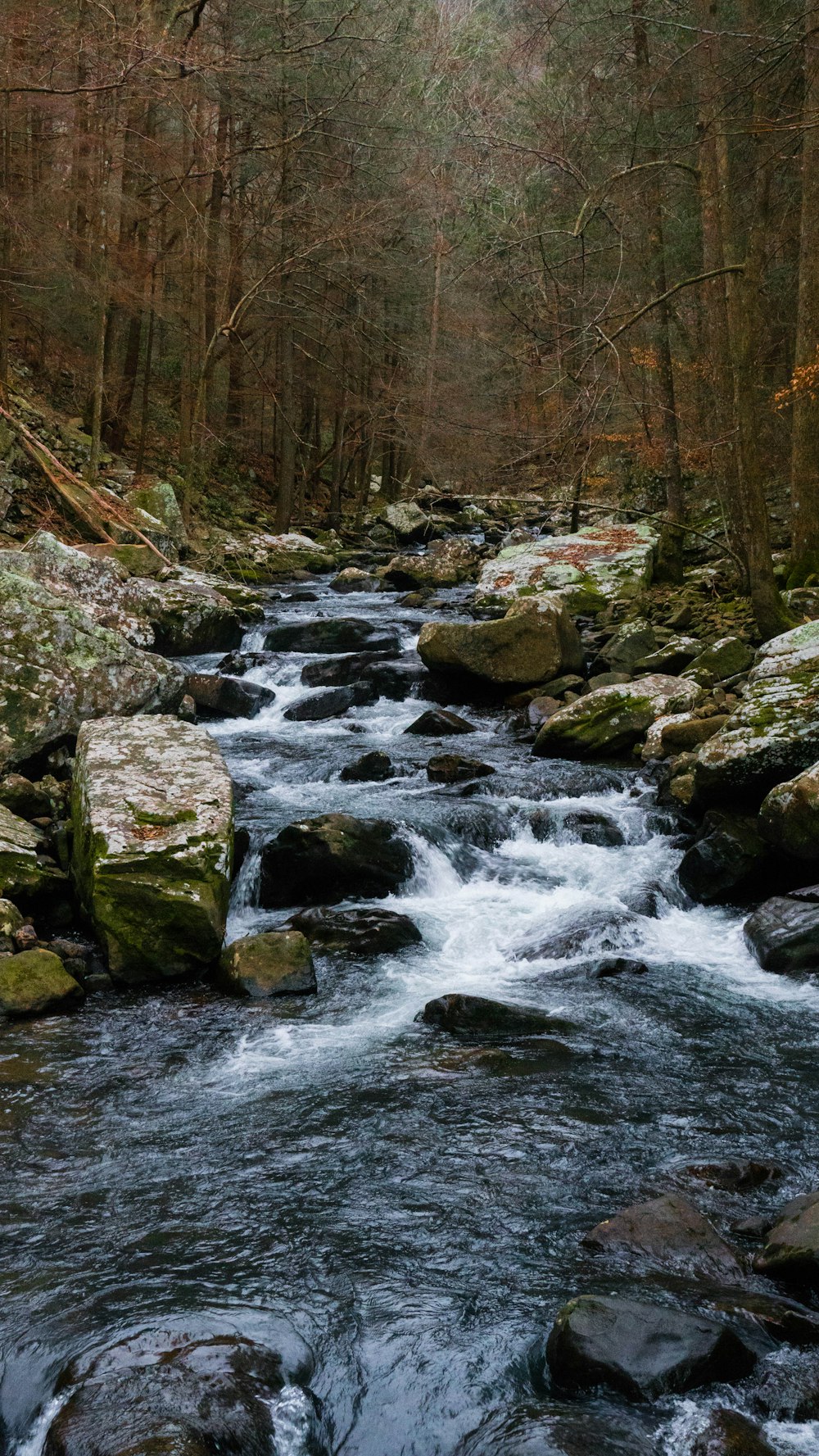 river in the middle of forest