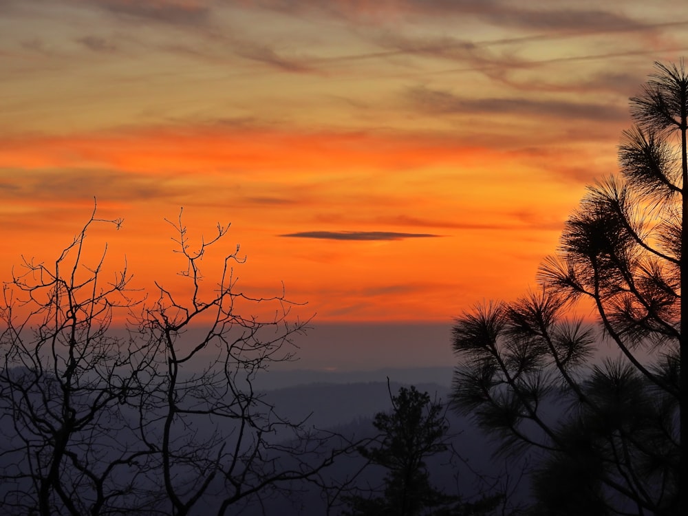 silhouette of trees during sunset