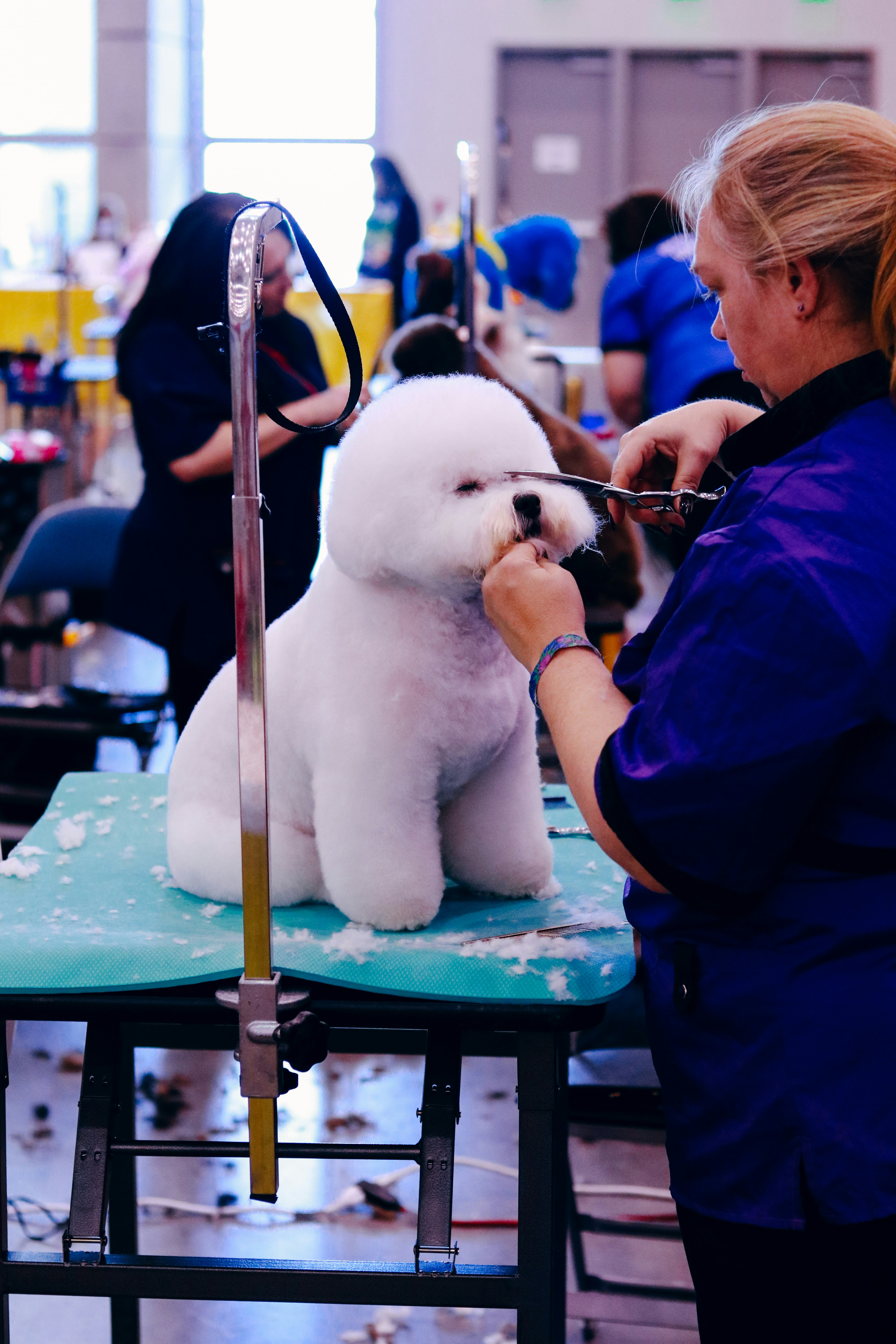 pet grooming education
