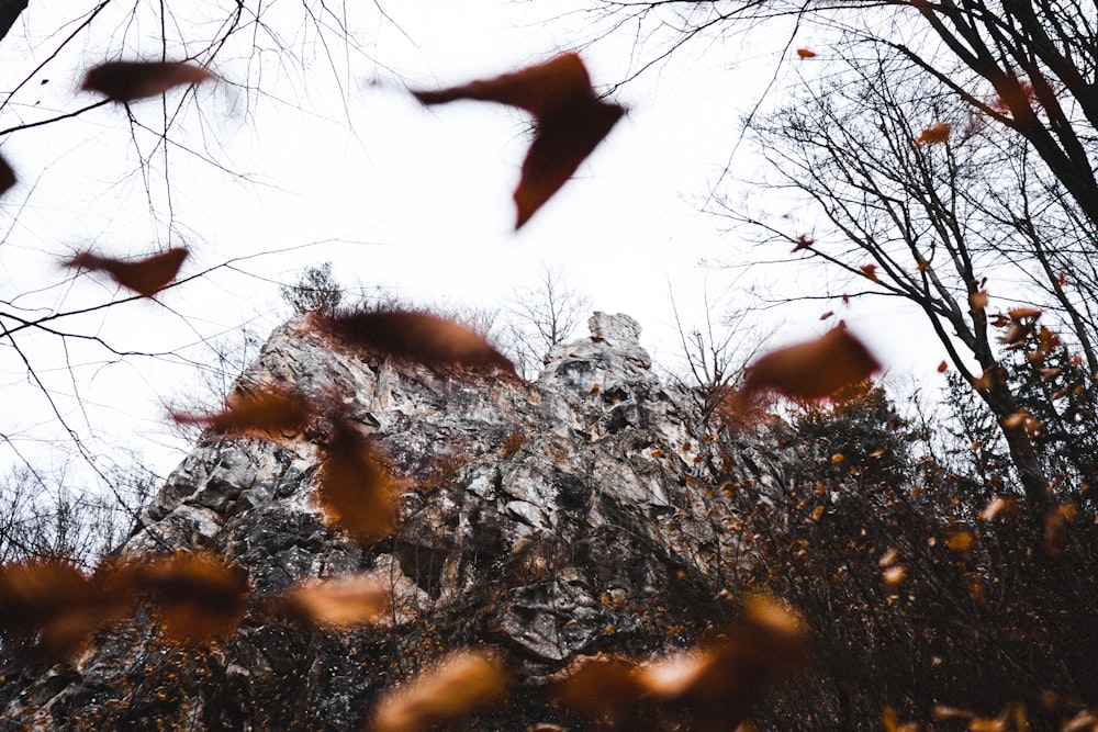 brown dried leaves on tree branch