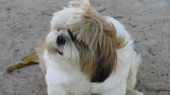 A fluffy Shih Tzu dog with a mix of white and brown fur is sitting on a sandy surface. The dog's hair is blowing slightly in the wind, and it has a content expression with its mouth slightly open.