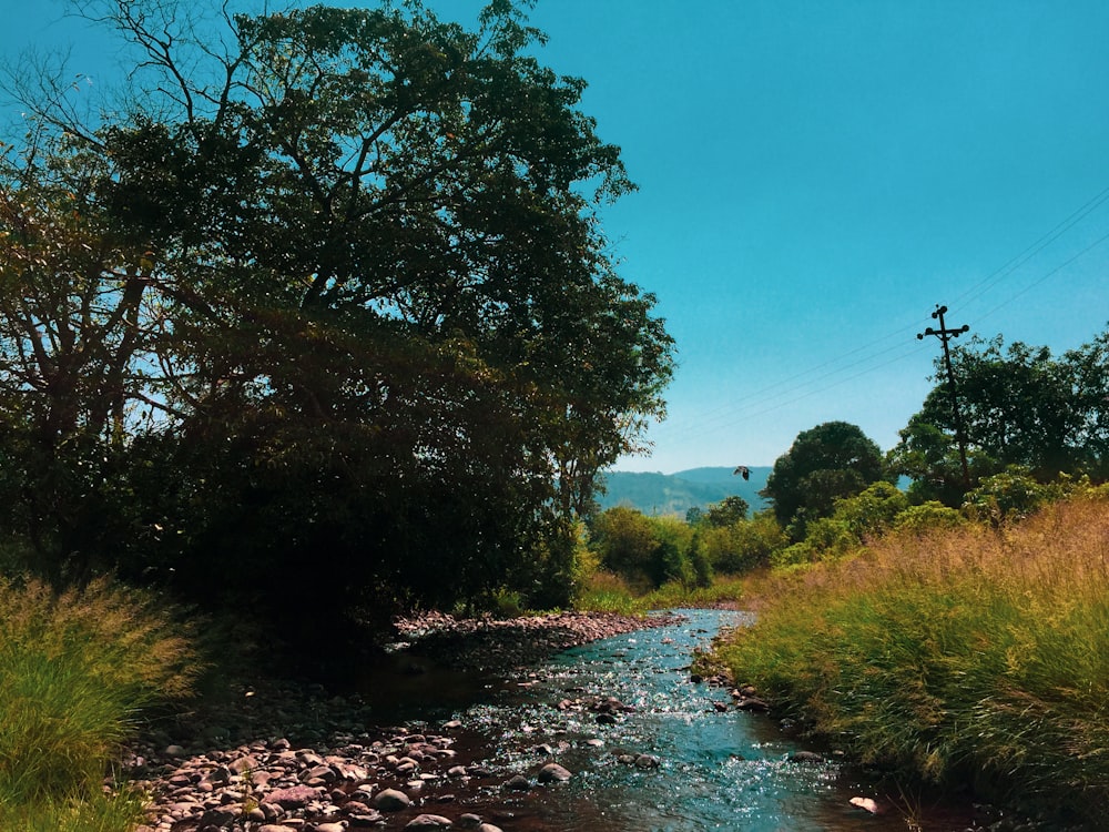 green trees beside river under blue sky during daytime