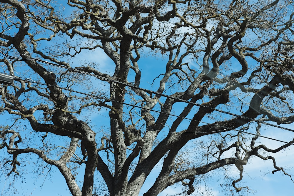 árbol sin hojas bajo el cielo azul