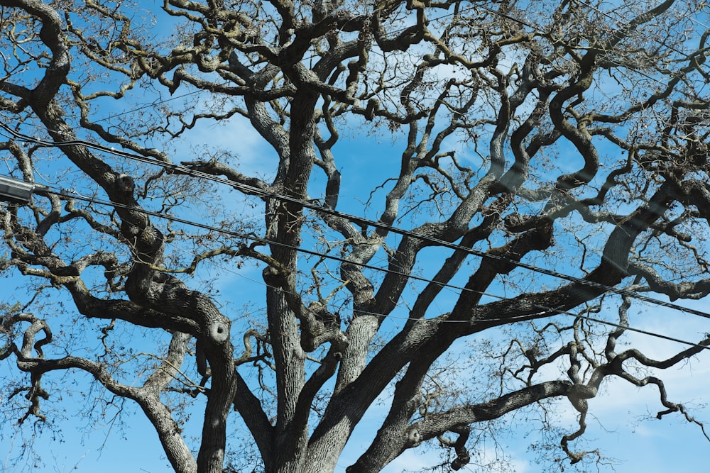 Blattloser Baum unter blauem Himmel