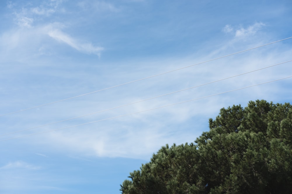 green trees under blue sky during daytime