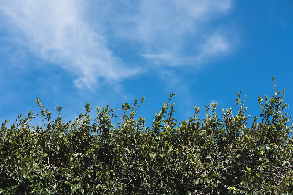 green leaf tree under blue sky during daytime