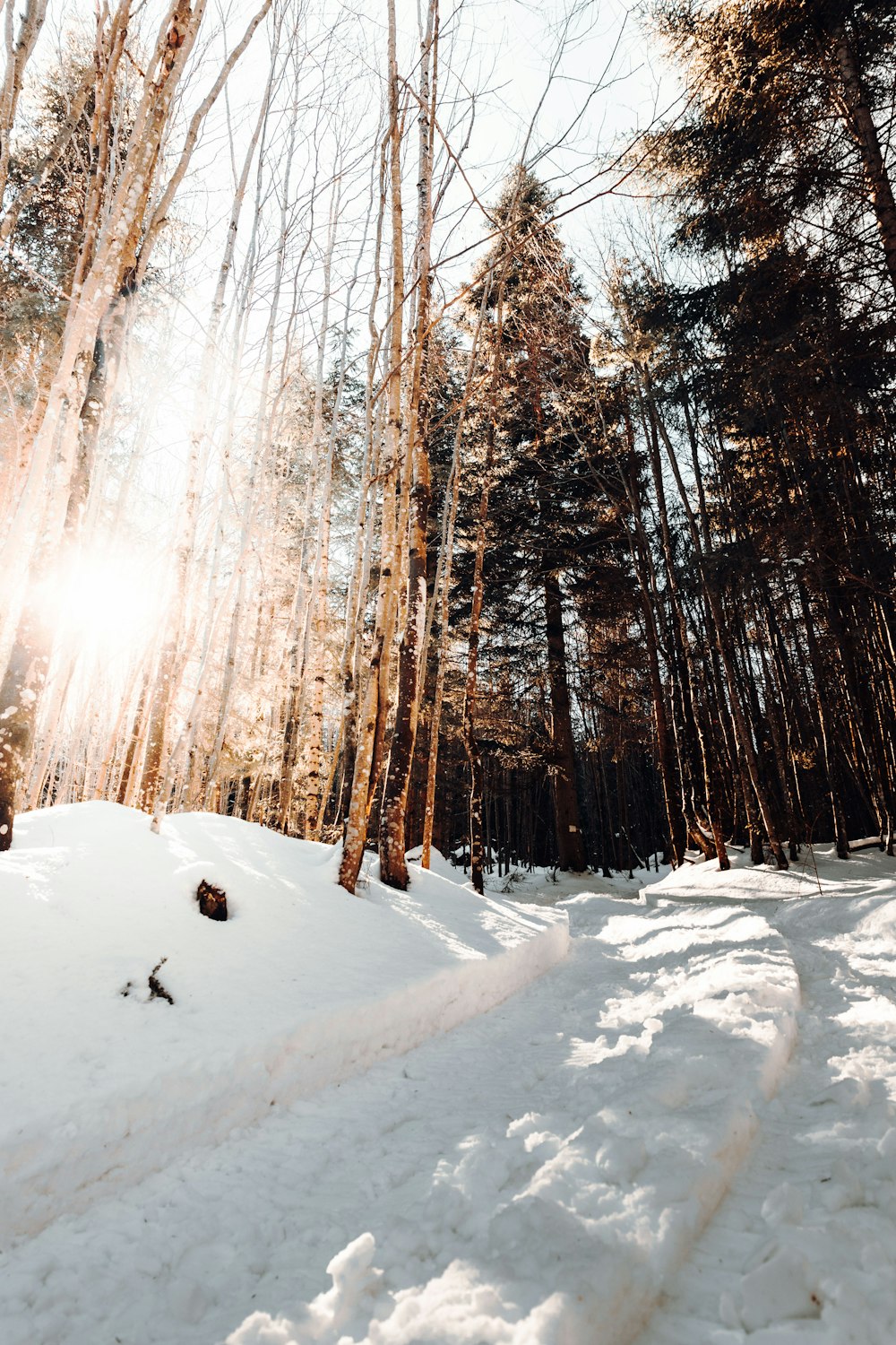 snow covered field and trees during daytime