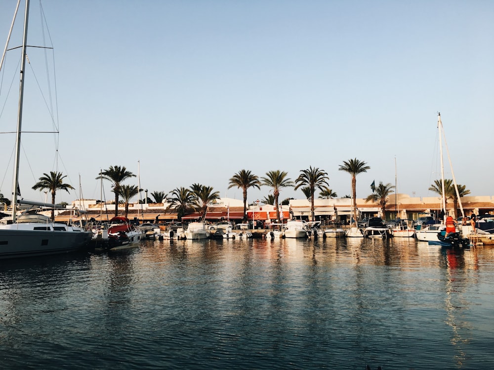 boat on dock near palm trees during daytime