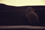 A small rodent, possibly a rat or mouse, appears to be climbing or looking up towards a stack of dark fabrics against a softly lit background.