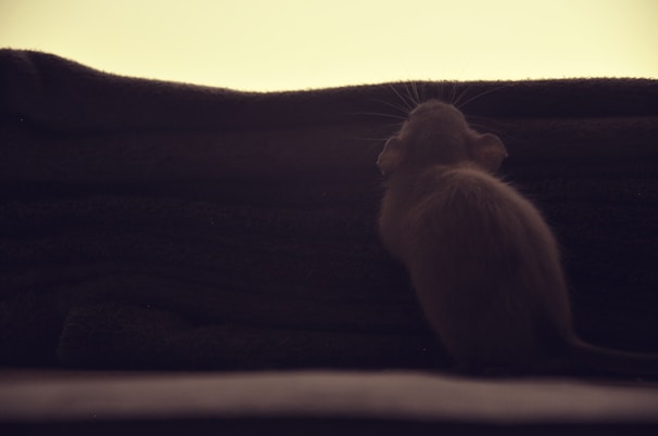 Technician in uniform inspecting a Parisian basement for rodent activity.