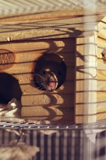 black and white short coated puppy in brown wooden cage