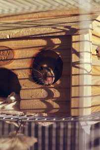 black and white short coated puppy in brown wooden cage