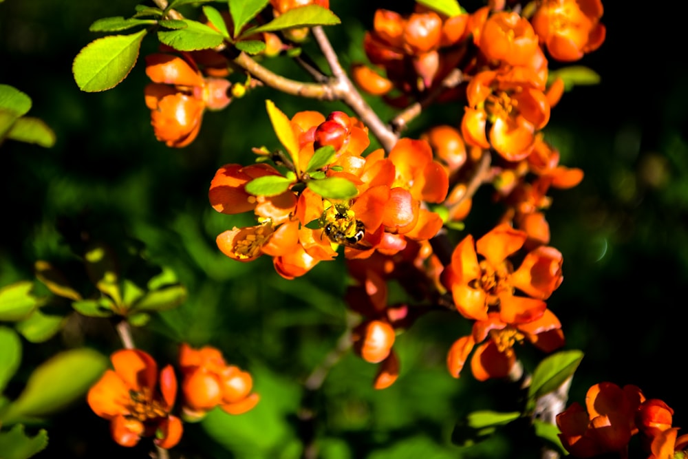 orange flowers with green leaves