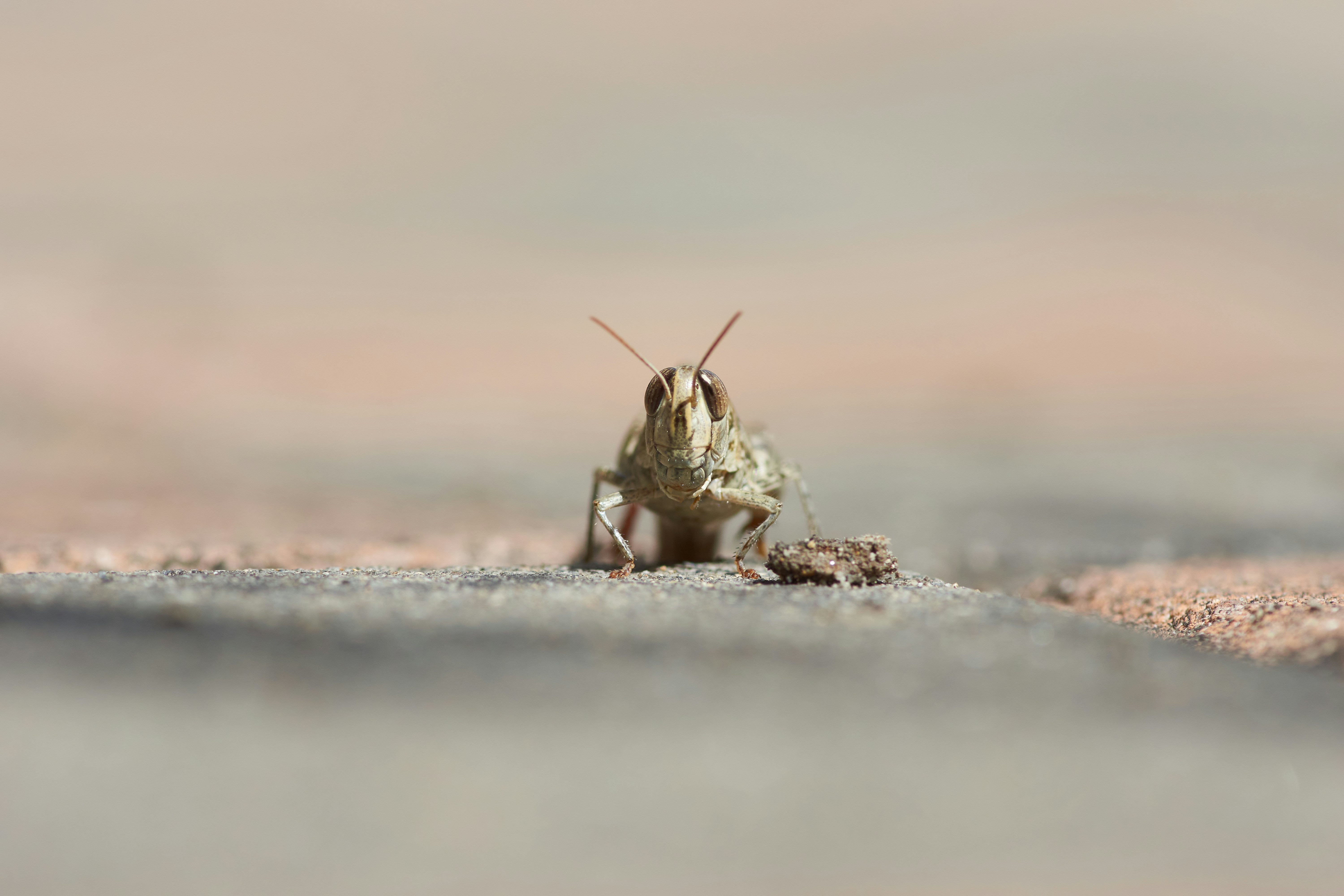 Photo by wolfgang_hasselmann
