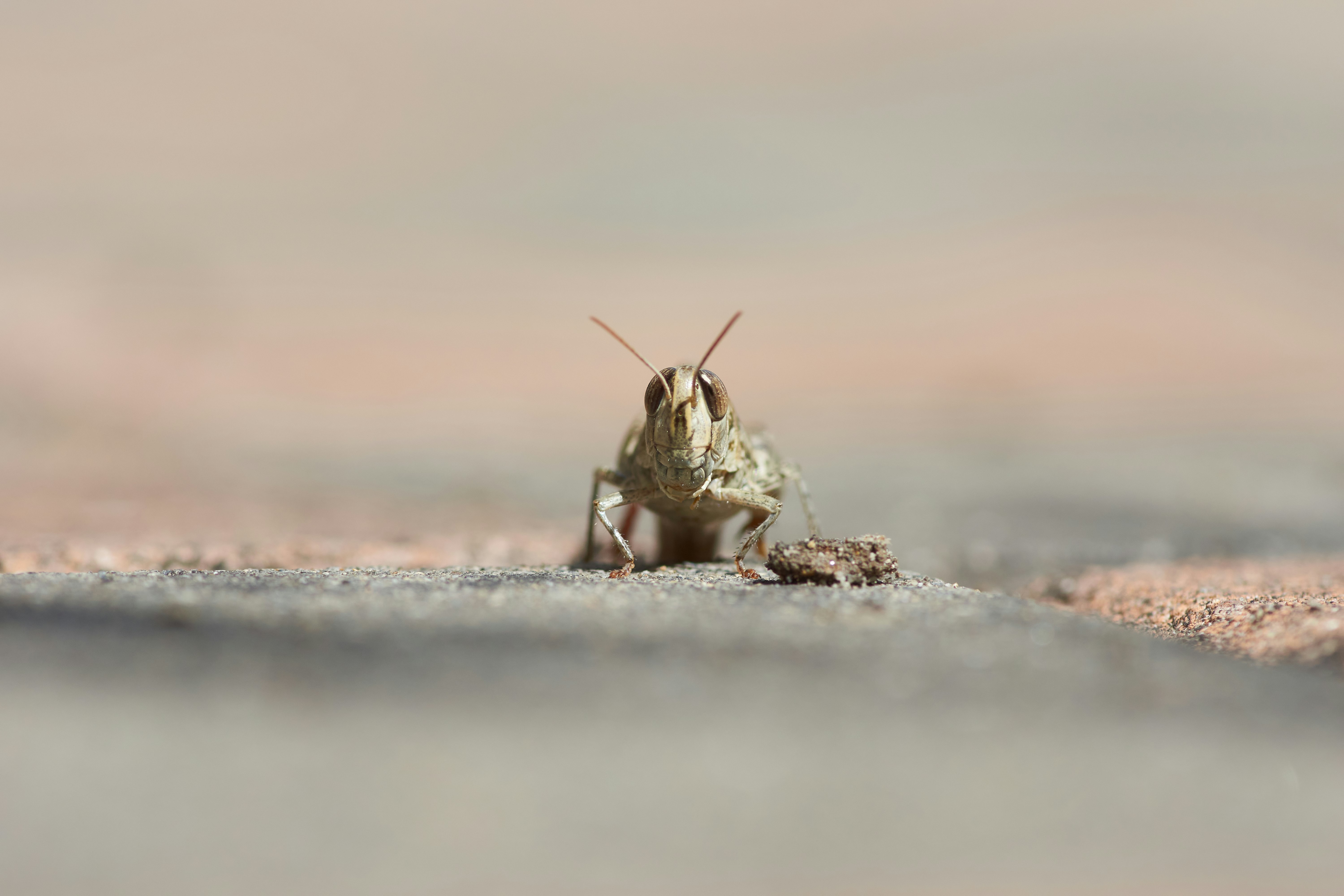 brown and white grasshopper on gray concrete ground during daytime