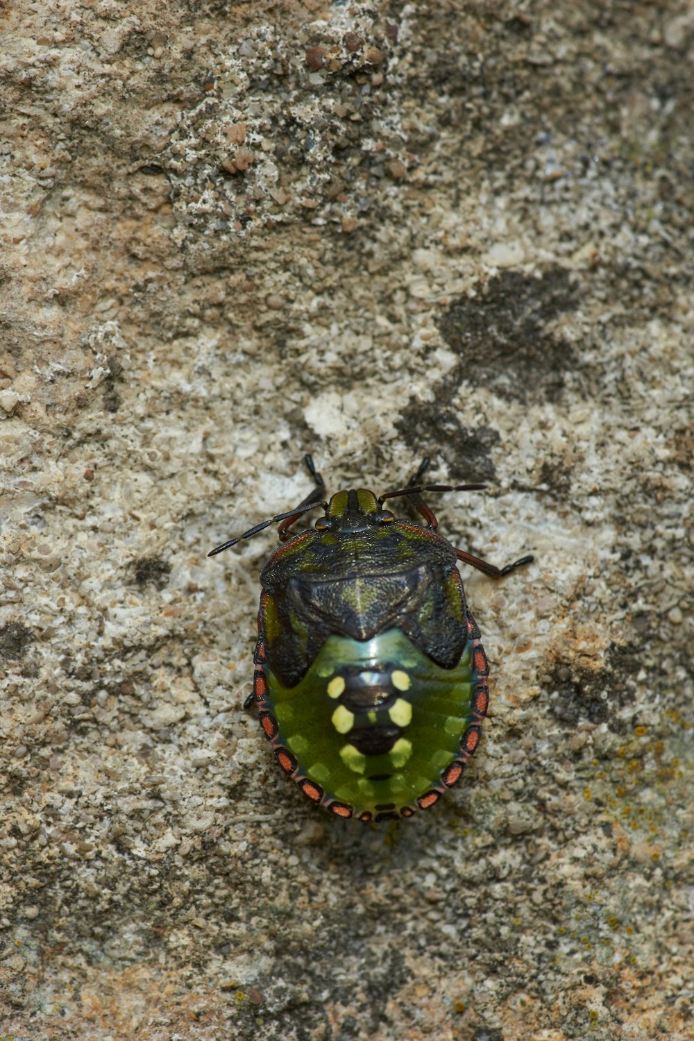 green and brown beetle on brown and black stone
