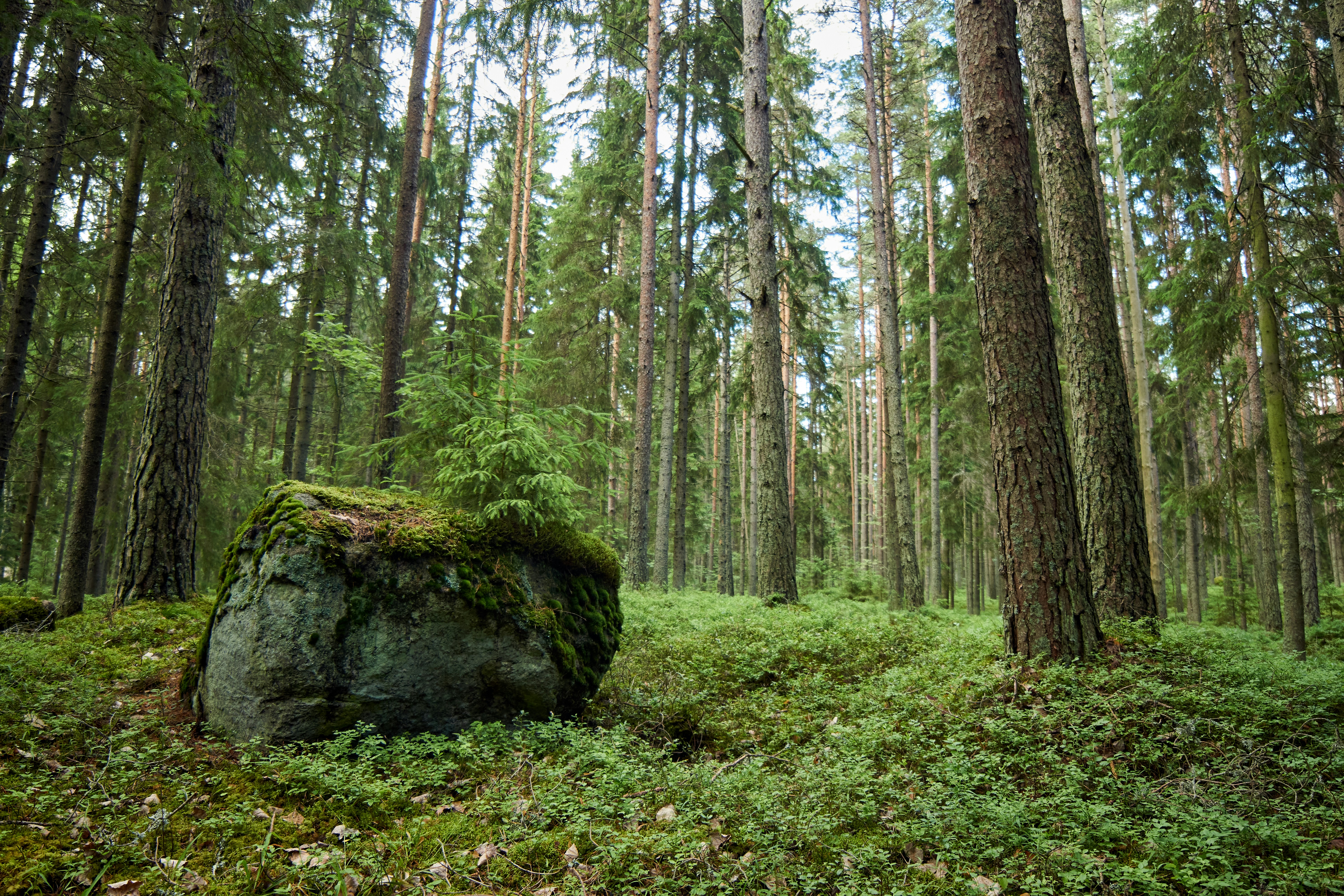 Photo by wolfgang_hasselmann