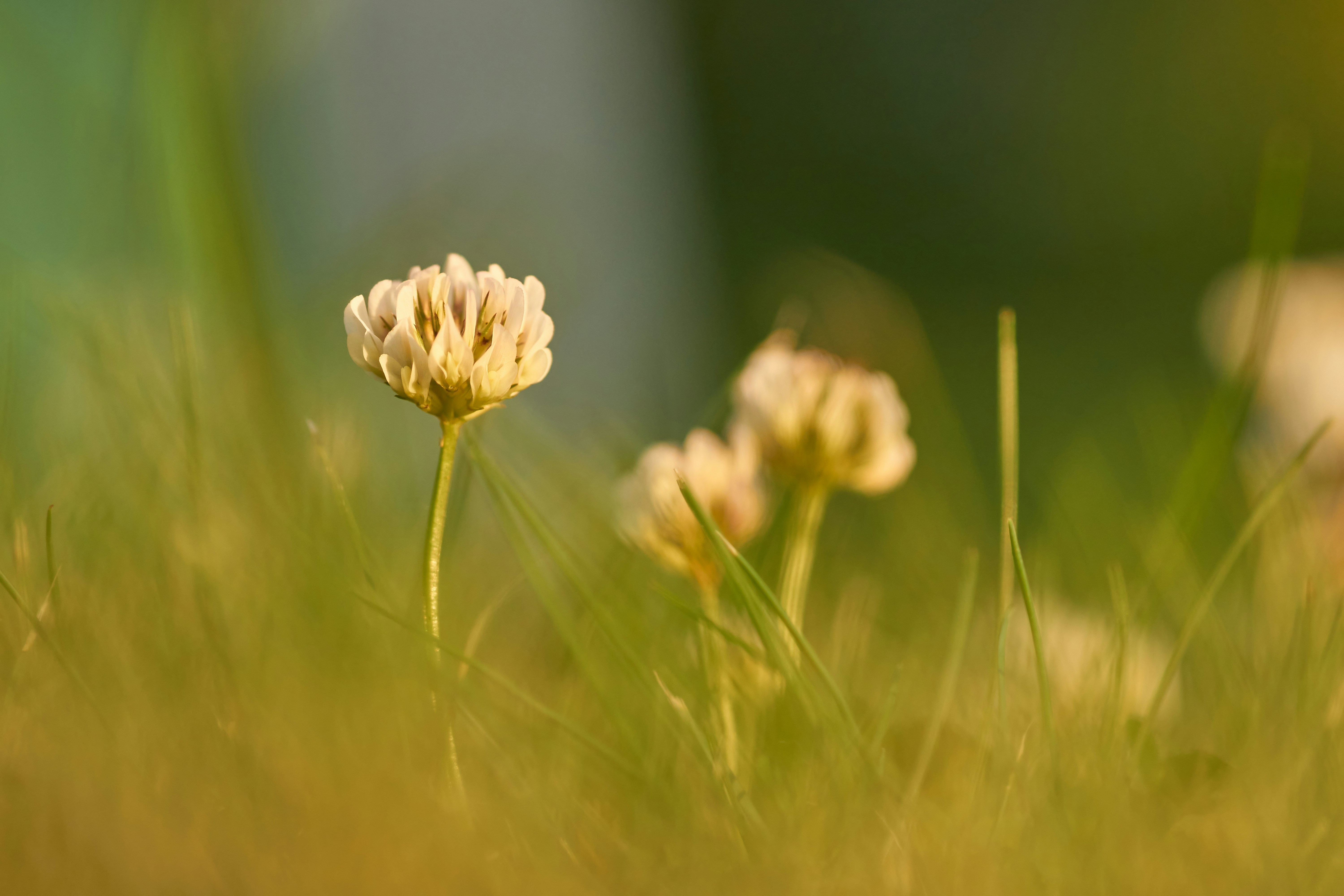 Photo by wolfgang_hasselmann