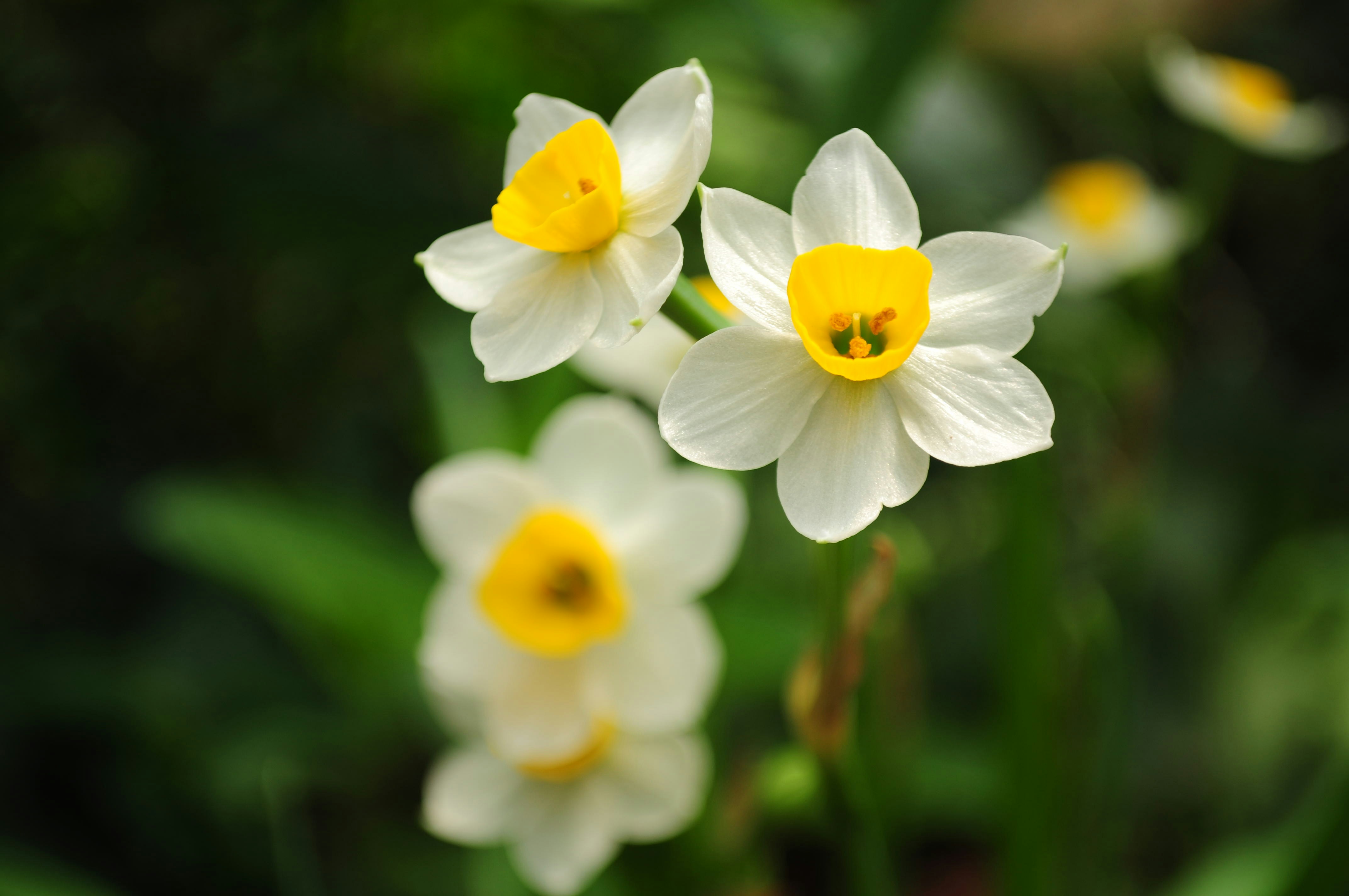 Photo by lycanthropeib