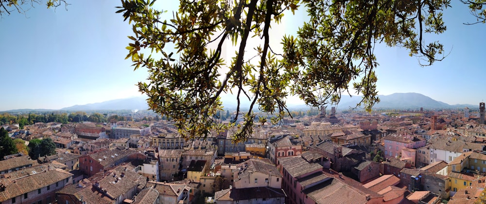 Arbre vert près des bâtiments de la ville pendant la journée