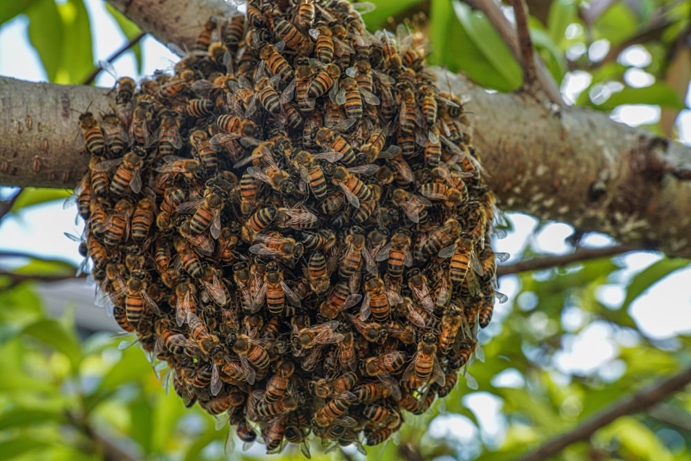 brown and black bee on brown tree branch during daytime