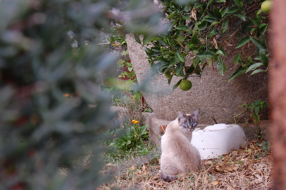 gatto marrone e bianco su contenitore di plastica rotondo bianco