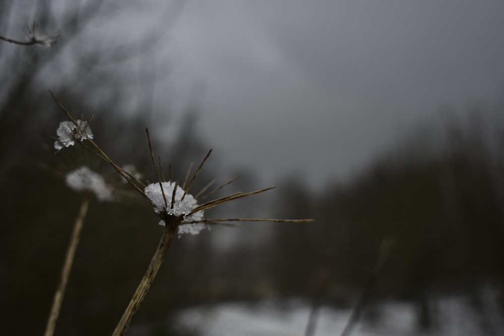 Diente de león blanco en fotografía de primer plano