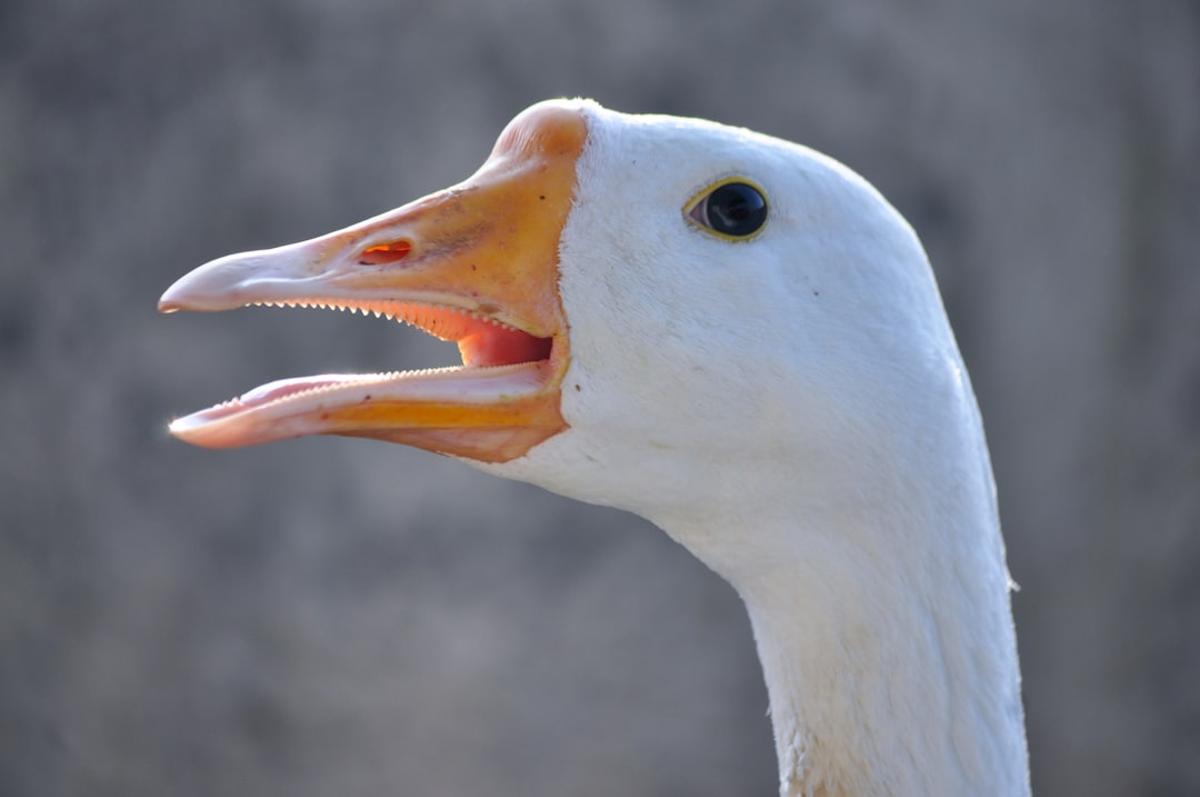 goose