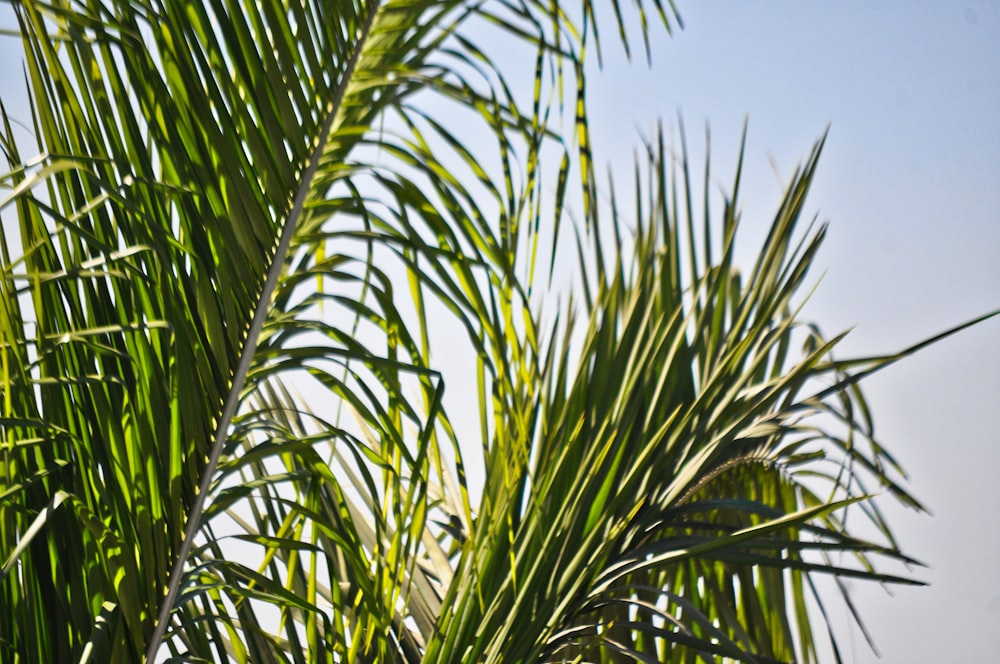 green palm tree under blue sky during daytime