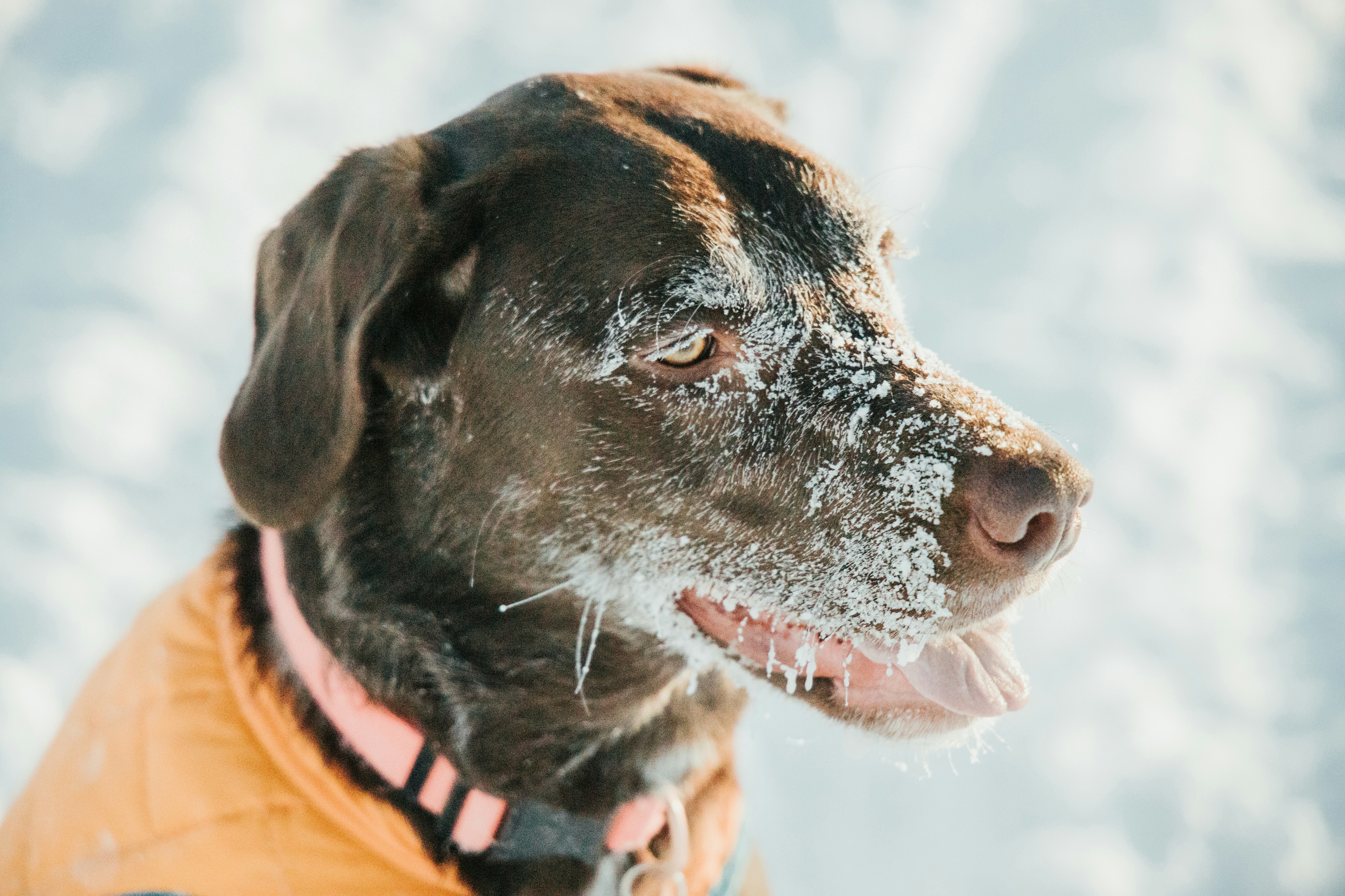 Why Do Dogs Turn White