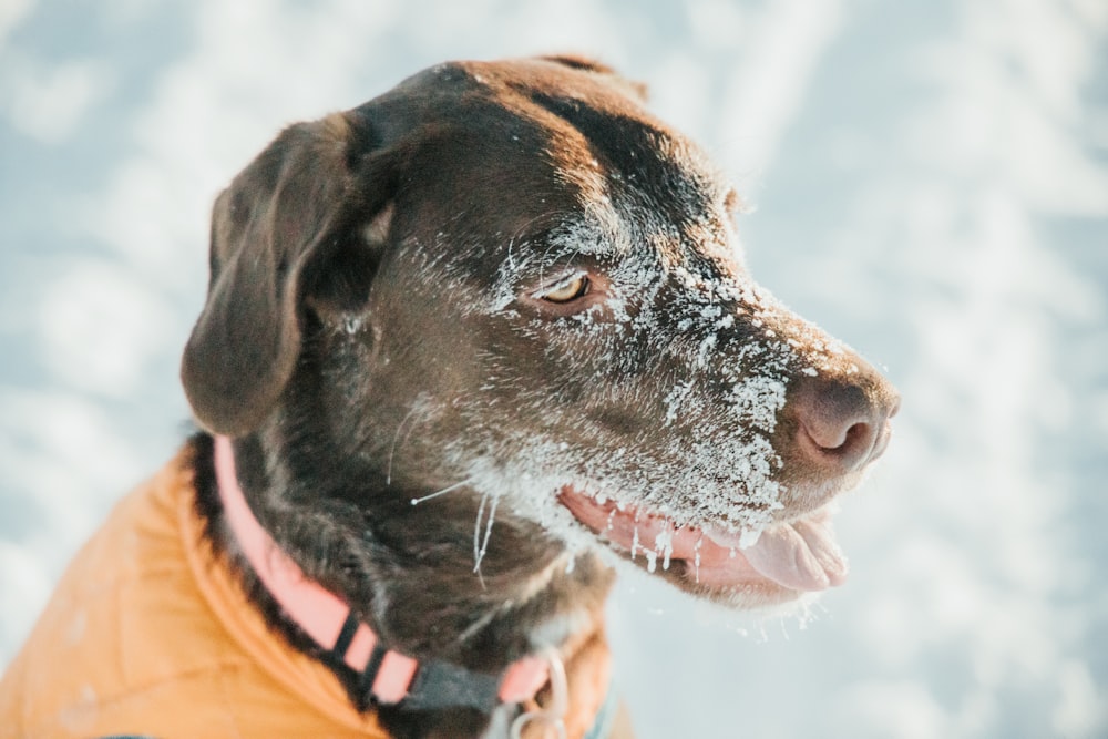 brown and white short coated dog wearing orange and black vest