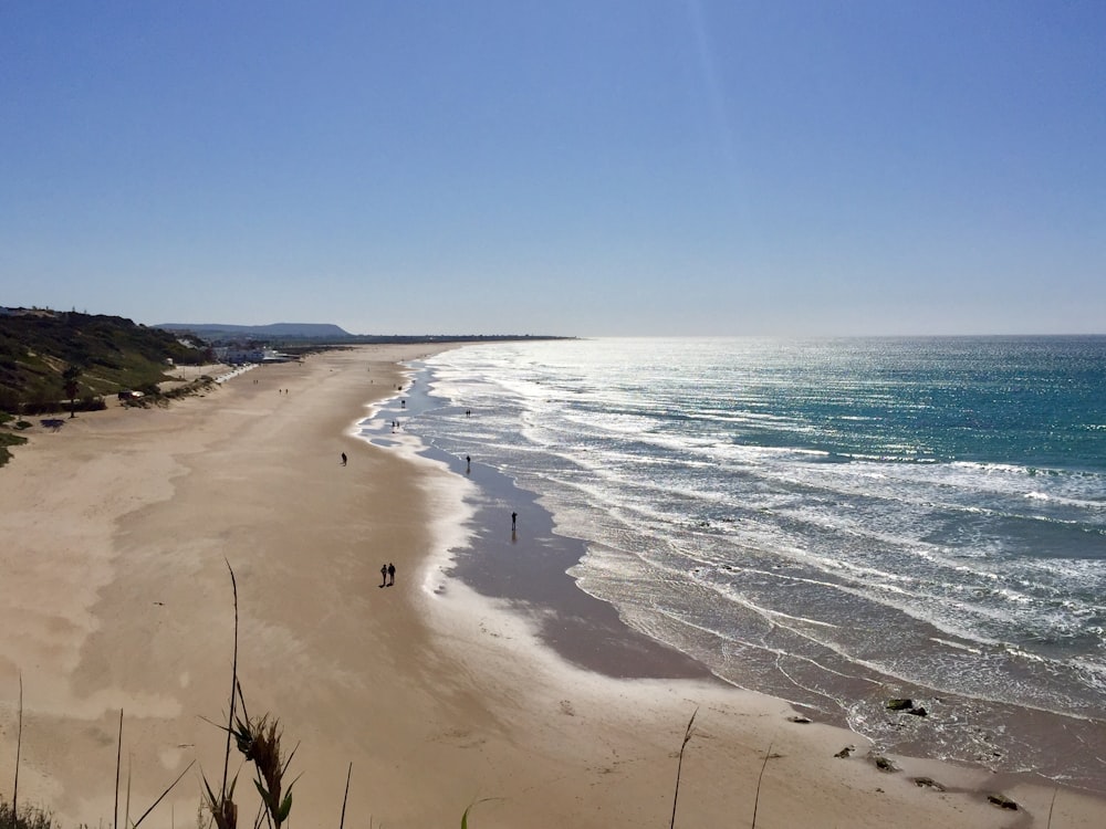 green grass on beach shore during daytime