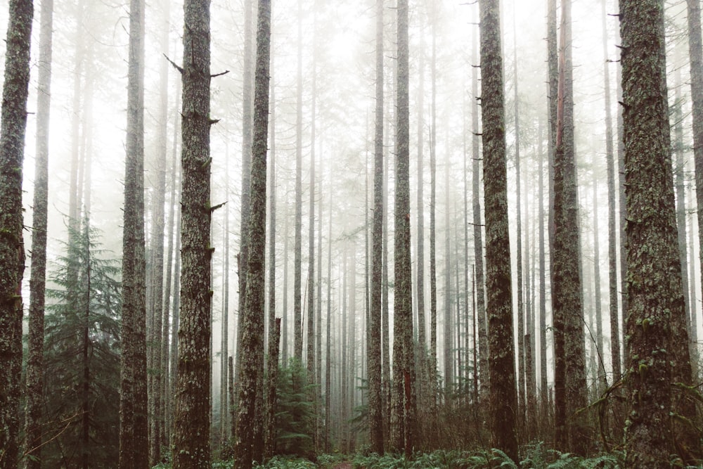 green trees covered with white fog