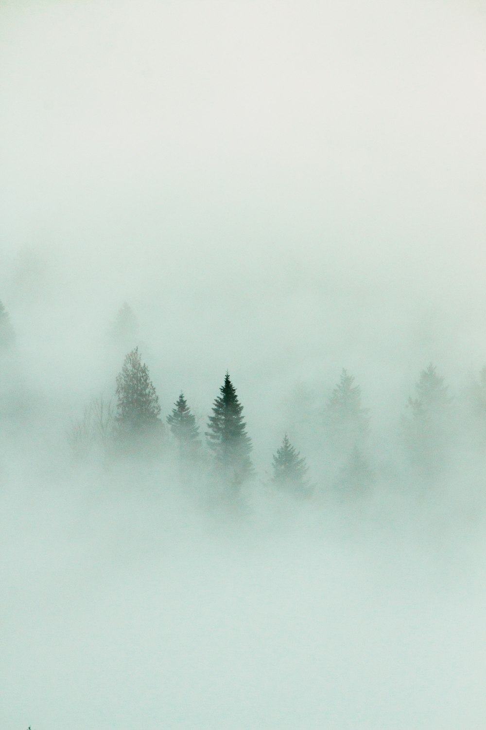 green pine trees covered with white fog