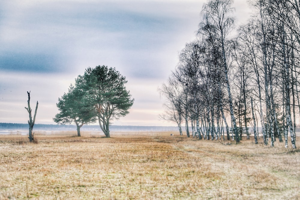 leafless tree on brown grass field under white clouds