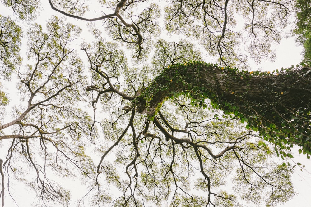 grayscale photo of tree branches