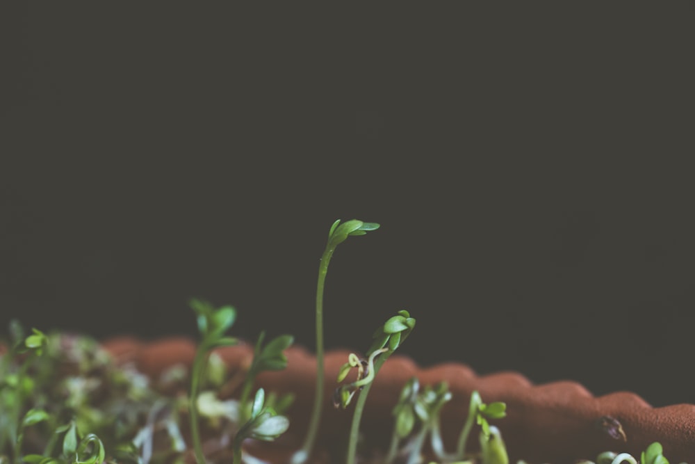 green plant with orange flower